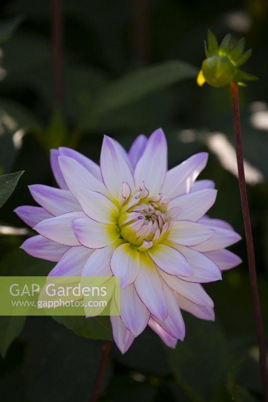 Dahlia 'Crazy Love' a white flower with pink edged petals