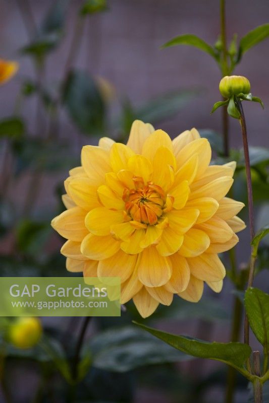 Dahlia 'Rancho' a yellow water lily form flower