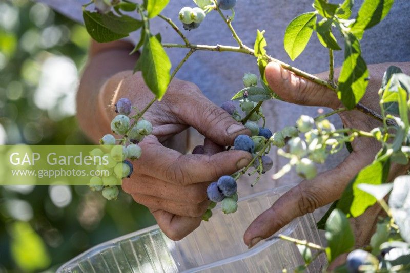 Picking Blueberries in late summer