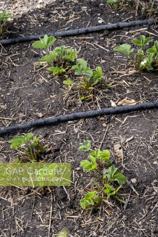 Leaky pipe watering system and cut back strawberries showing new growth
