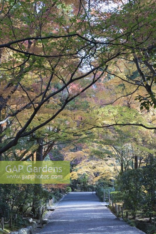 Wide paved avenue in the Landscaped Garden area with overhanging acers in autumn colour. 