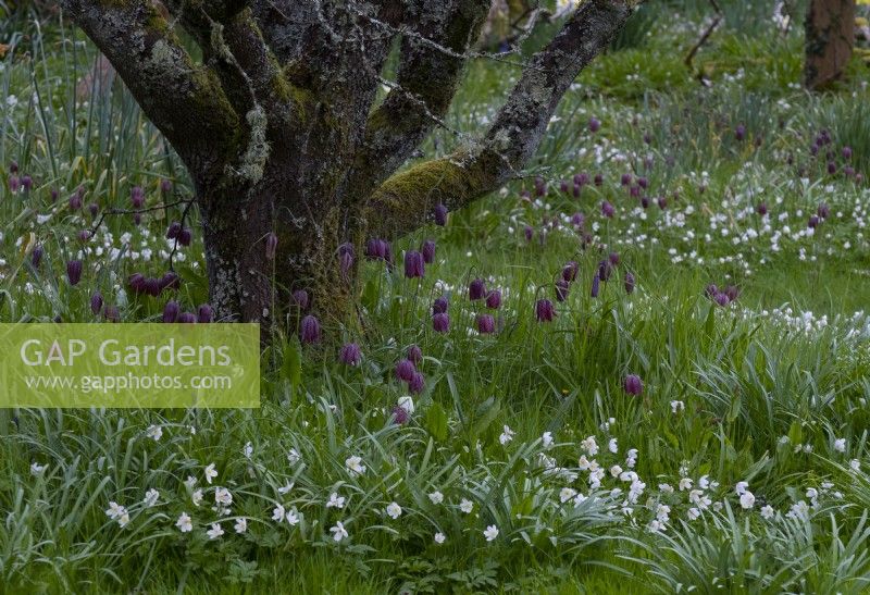 Fritillaria meleagris and Anemone nemorosa under and old apple tree