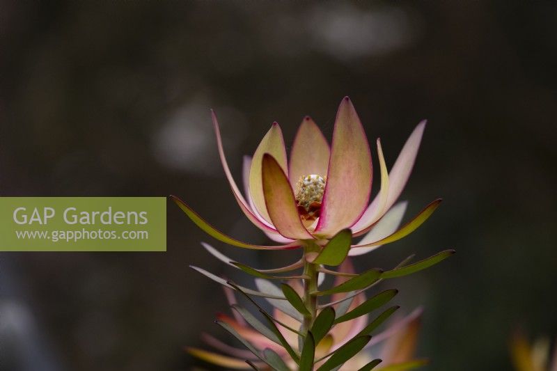 Leucadendron 'Safari Sunset' in the Temperate House at Kew Gardens.