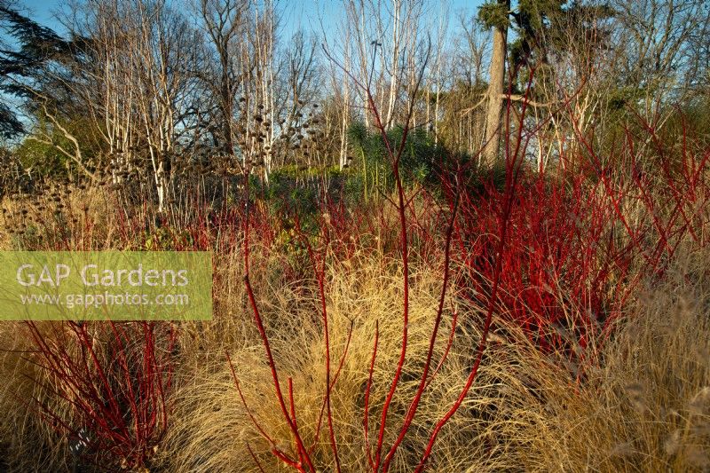 Cornus alba 'Sibirica' - Westonbirt Dogwood, Phlomis, Betula utilis  and Pennesetum alopecuroides 'Hamelin' in the Winter Garden at Kew Gardens.