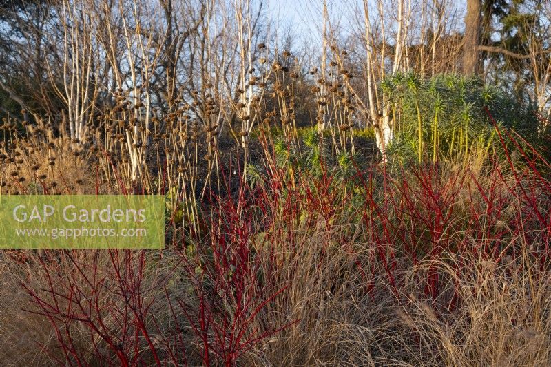 Cornus alba 'Sibirica' - Westonbirt Dogwood, Phlomis, Betula utilis and Pennesetum aloppecuroides 'Hamelin' in the Winter Garden at Kew Gardens