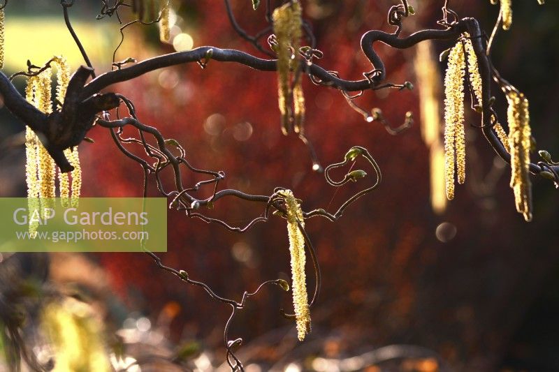 Corylus avellana 'Contorta' - contorted hazel - yellow catkins amongst twisted branches  in the glare of sunlight. April