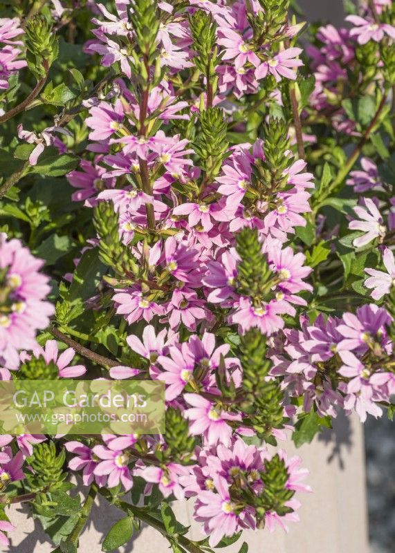 Scaevola aemula Fancy Pink Impr., autumn September