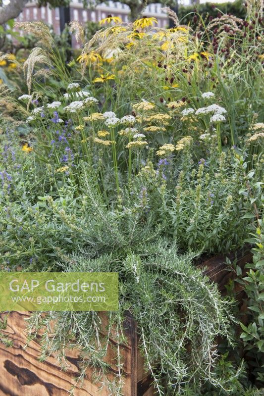 Wooden box container planted with herbs including Rosmarinus officinalis 'Prostratus' - Prostrate rosemary, Hyssopus officinalis - hyssop, Achillea millefolium - yarrow and Alliums