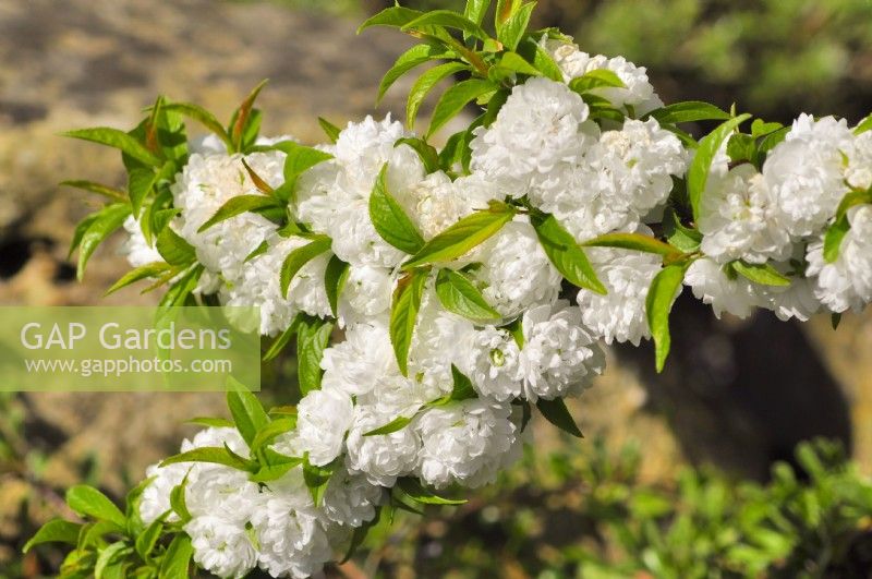 White flowering branches of Prunus glandulosa 'Alba Plena'- dwarf flowering almond. April