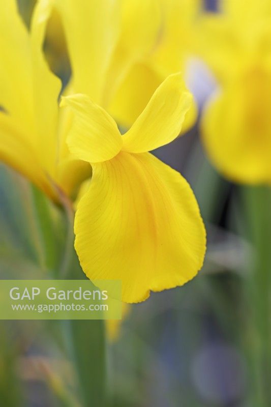 Dutch Iris 'Strong Gold' - May