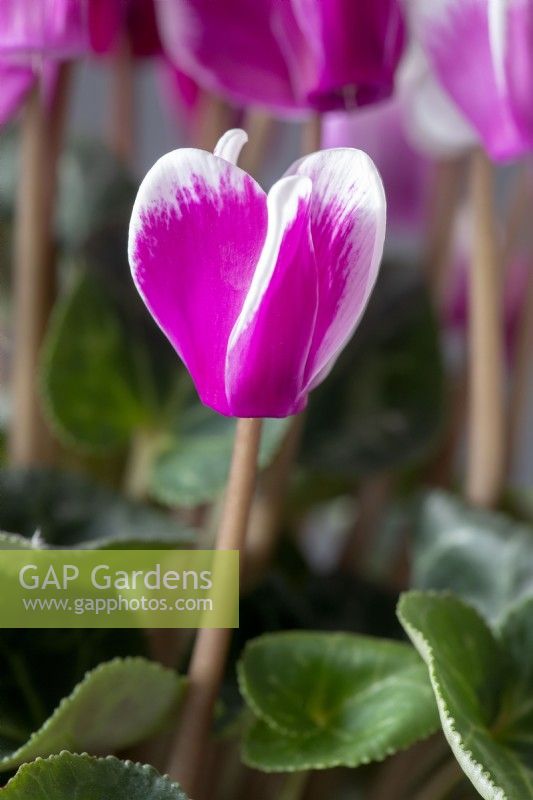 Cyclamen persicum Persian cyclamen