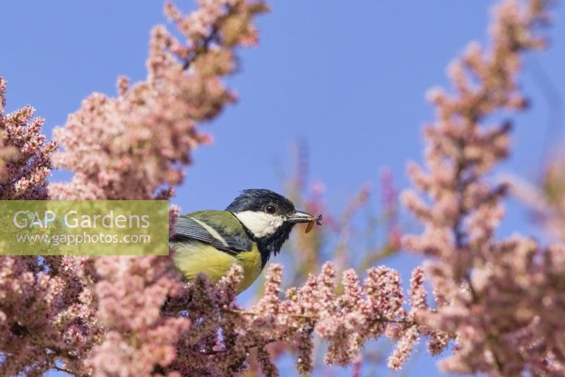 Parus major - Great tit with insect prey on Tamarix ramosissima
