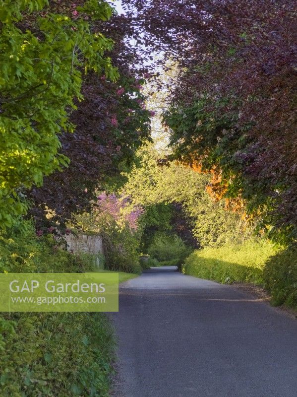 Country lane in spring overhung with copper beech, horse chestnut, london plane and eastern redbush - Norfolk uk