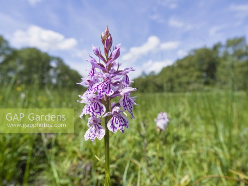 Dactylorhiza maculata - Heath Spotted-orchid growing in Norfolk grazing marsh
