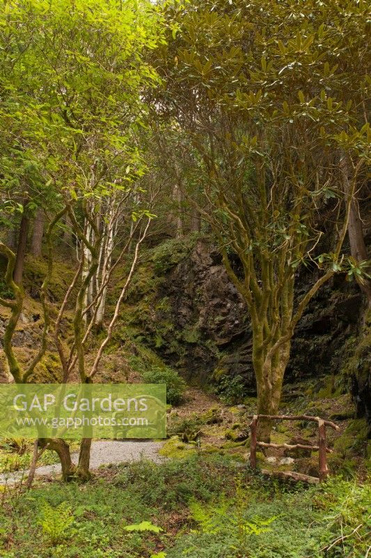 A rustic wooden chair and  bridge made from logs below a rocky cliff in the Old Wood and Rhododendron Dell.