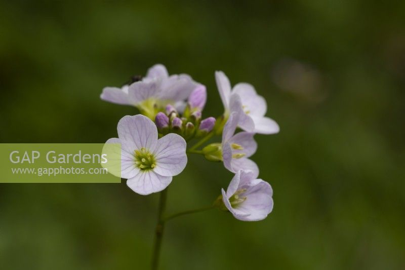 Cardamine protensis - Cuckoo Flower