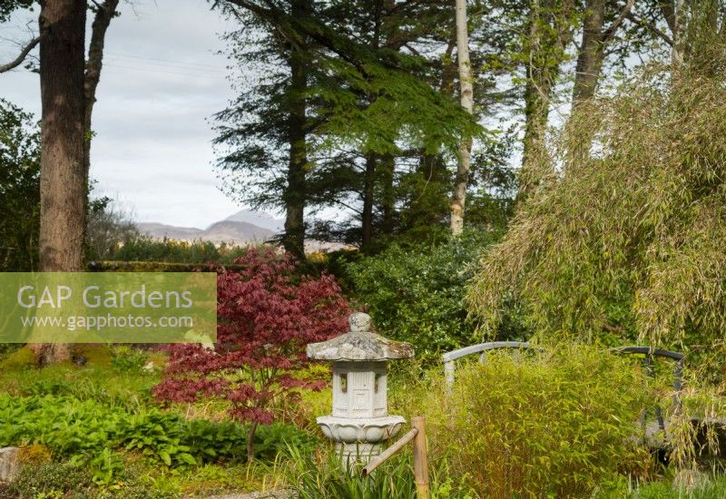 A carved stone Japanese lantern and Japanese bamboo water fountain surrounded by Acers and Phyllostachys aureosulcata spectabilis and gravel in the Japanese garden.