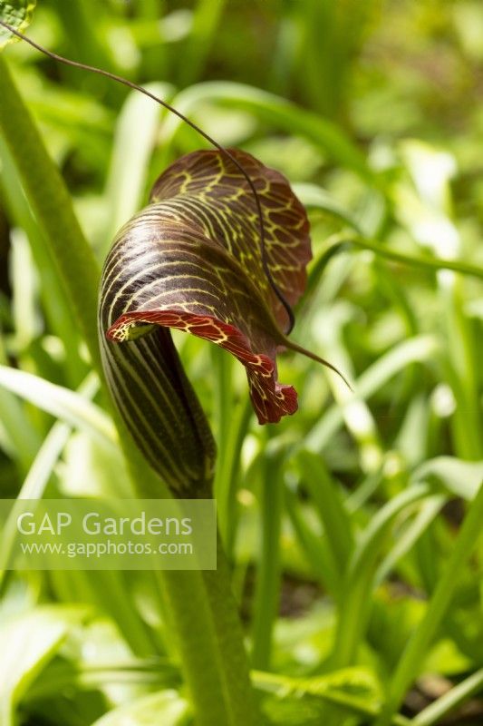 Arisaema grifithii - Cobra Lily