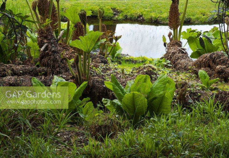 Lysichton americanus -Skunk cabbage and Gunnera manicata around a pond.