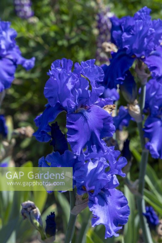 Tall Bearded Iris, 'Java Bleue'.

