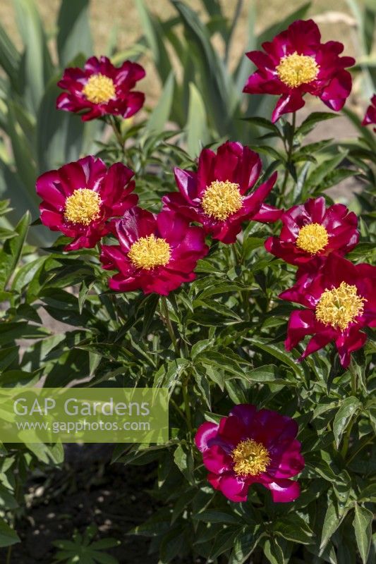 Paeonia 'Mahogany'. 