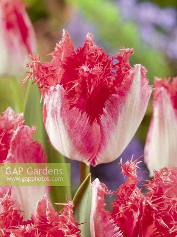 Tulipa Crispa Sweets Paradise, spring April