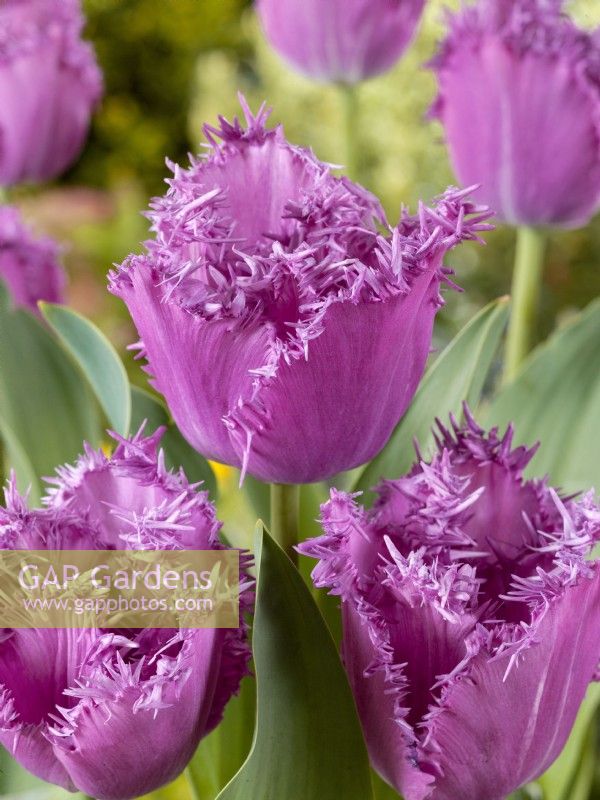 Tulipa Crispa Lilac Frizzle, spring March