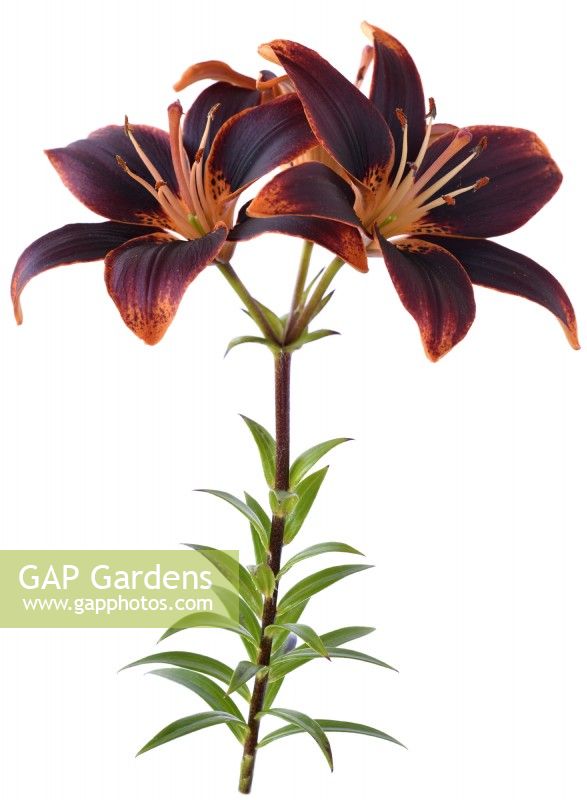 Lilium  'Forever Susan'  Asiatic hybrid lily  Composite picture  August