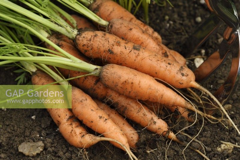 Daucus carota  'Romance'  Handfork by freshly lifted carrots  September
