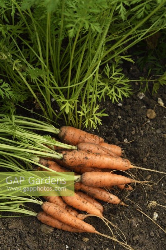 Daucus carota  'Romance'  Freshly lifted carrots  September