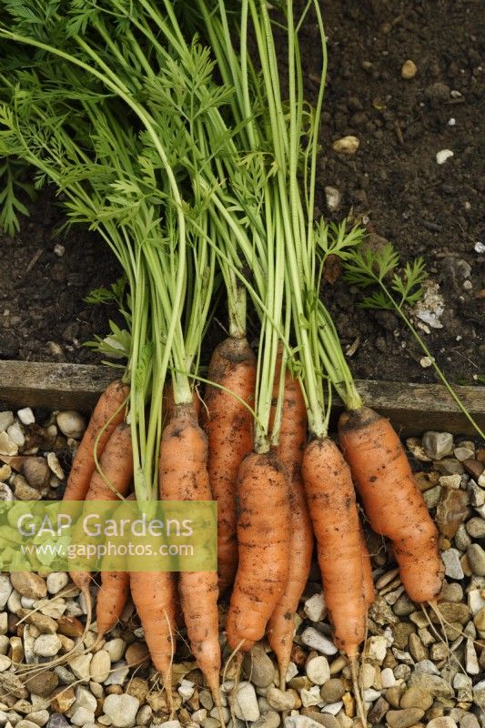 Daucus carota  'Romance'  Freshly lifted carrots  September