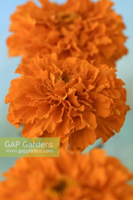 Tagetes erecta  'Kees' Orange'  African marigold  September