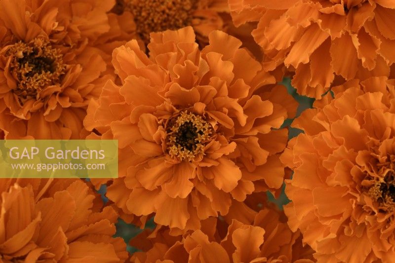 Tagetes erecta  'Kees' Orange'  African marigold  September