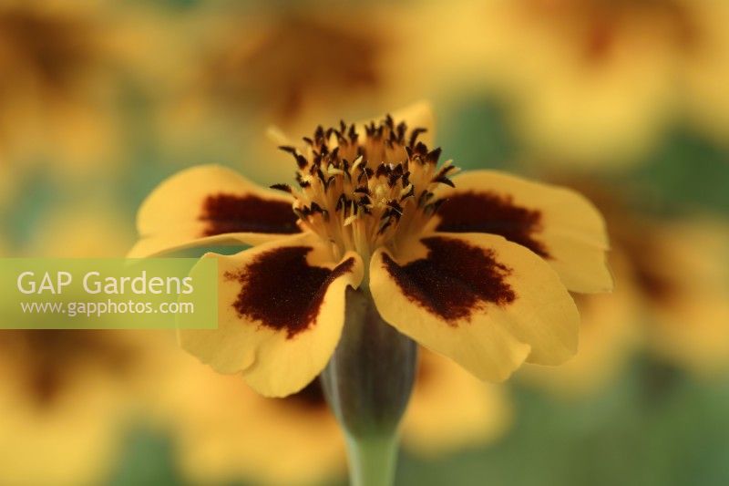 Tagetes patula  'Naughty Marietta'  French marigold  August