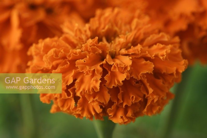 Tagetes erecta  'Kees' Orange'  African marigold  August