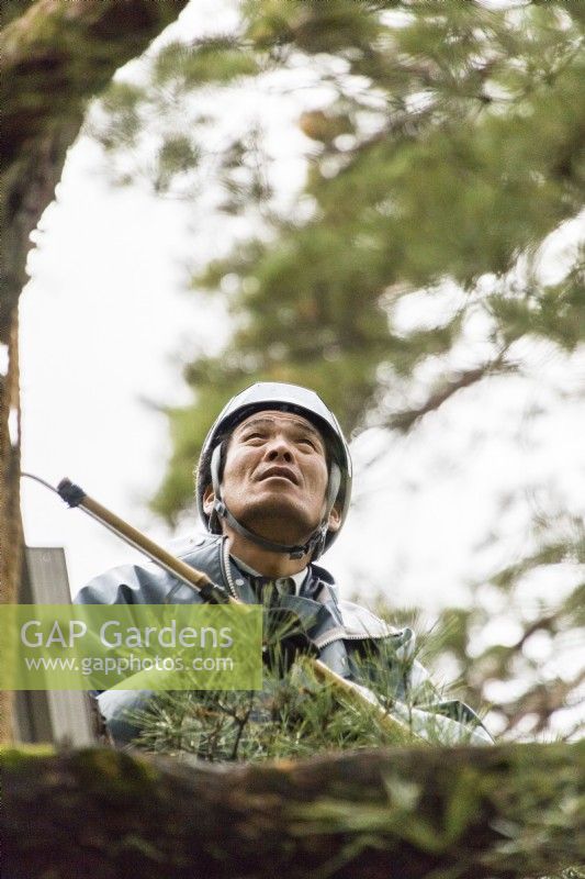 Gardener working in top of pine tree constructing the wigwam of rope and bamboo which will protect the tree from snow damage. This is called Yukitsuri. 