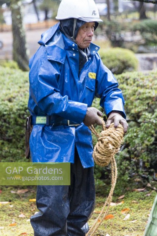Gardener wearing blue waterproof clothing, hard hat and gloves coiling rope that is used in protecting trees from snow called Yukitsuri.