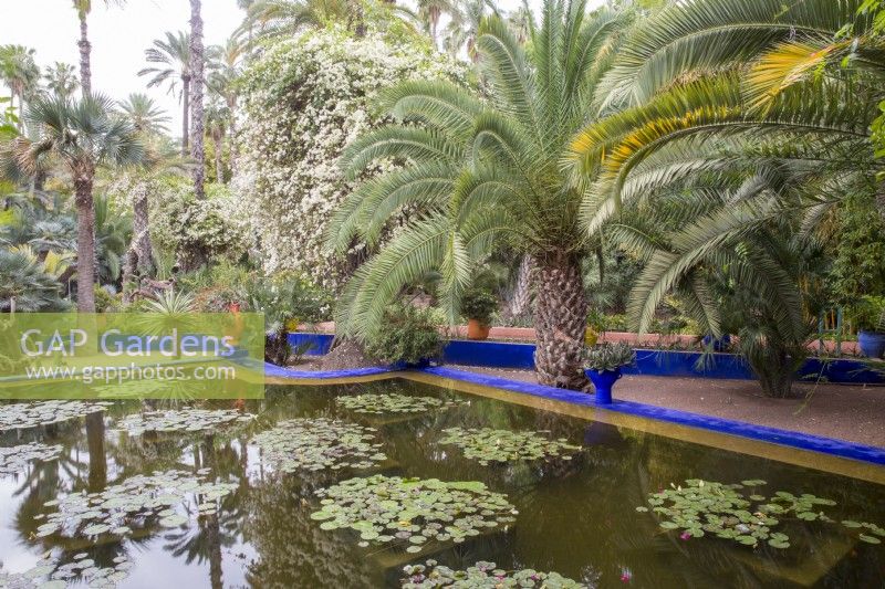 Nymphaea - waterlily in the pond surrounded by palm trees at Jardin Majorelle, Yves Saint Laurent garden 