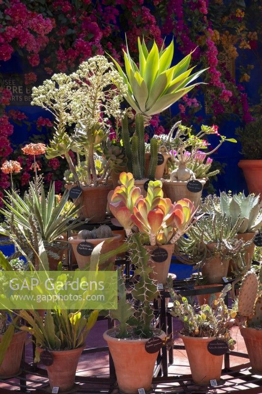 Jardin Majorelle, Yves Saint Laurent garden, display of cacti and succulent plants in terracotta pots 