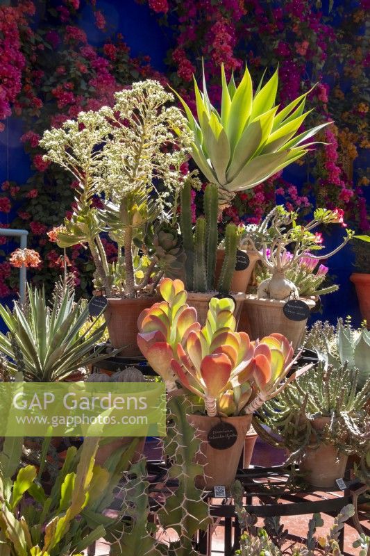 Jardin Majorelle, Yves Saint Laurent garden, display of cacti and succulent plants in terracotta pots 