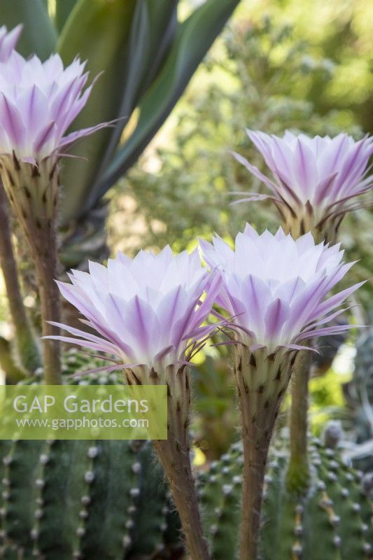 Echinopsis oxygona syn. E. multiplex, Easter-lily cactus flowers