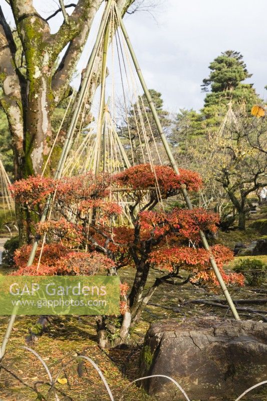 Wigwam of bamboo poles and ropes, called Yukitsuri, creating protection against snow of small clipped Rhododendron showing autumn leaf colour. 