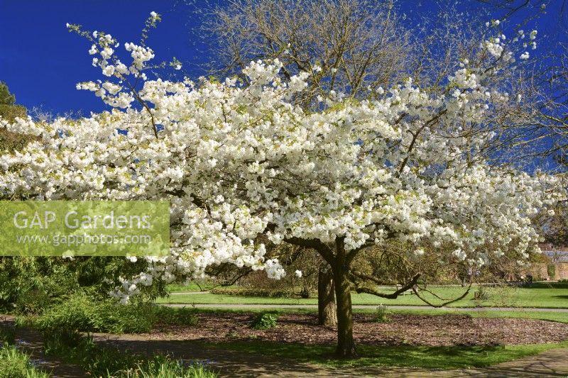 Lushly blooming Prunus serrulata 'Shirotae', syn.Prunus 'Mount Fuji', Prunus serrulata 'Kojima' with full white flowers. April

