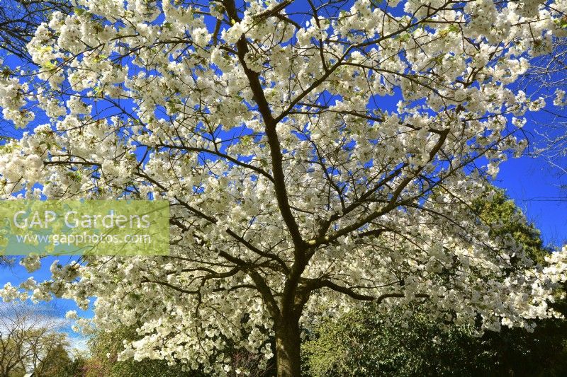 Spreading branches of lushly blooming Prunus serrulata 'Shirotae', syn.Prunus 'Mount Fuji', Prunus serrulata 'Kojima' with full white flowers. April

