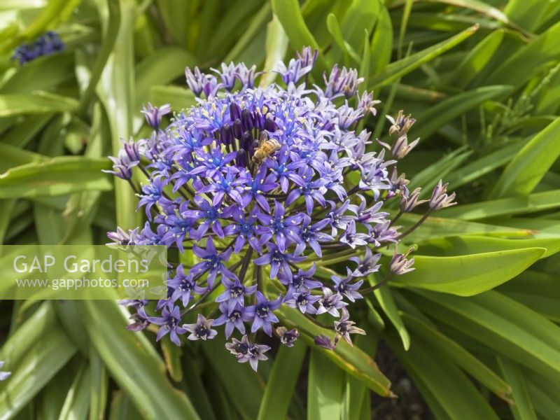 Honey bee foraging on Scilla Peruviana