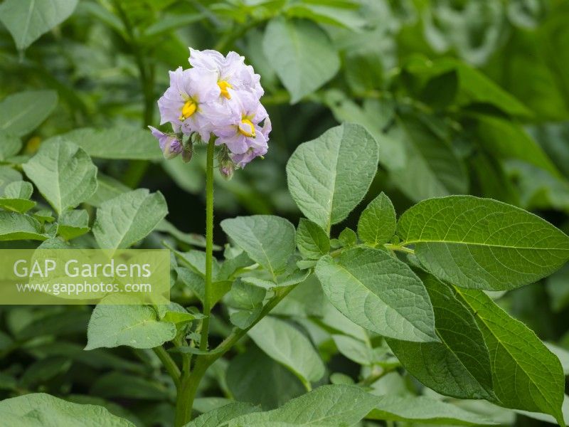 Flower and foliage of Solanum tuberosum 'Charlotte', potato variety' Charlotte' a favourite second early salad potato, June.