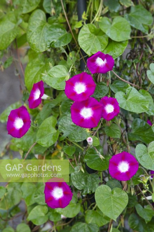 Ipomea purpurea 'Party Dress' - Morning Glory - August