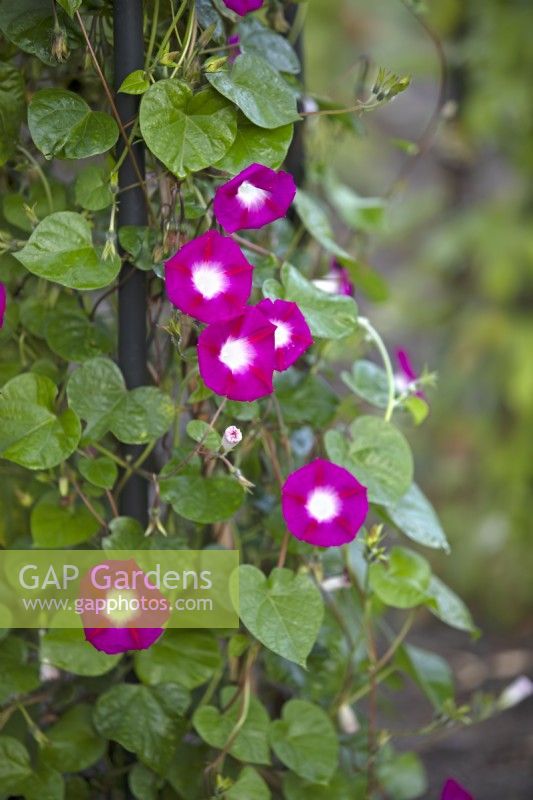 Ipomea purpurea 'Party Dress' - Morning Glory - August