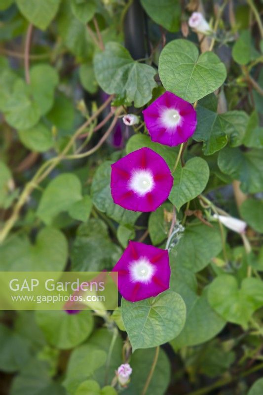 Ipomea purpurea 'Party Dress' - Morning Glory - August