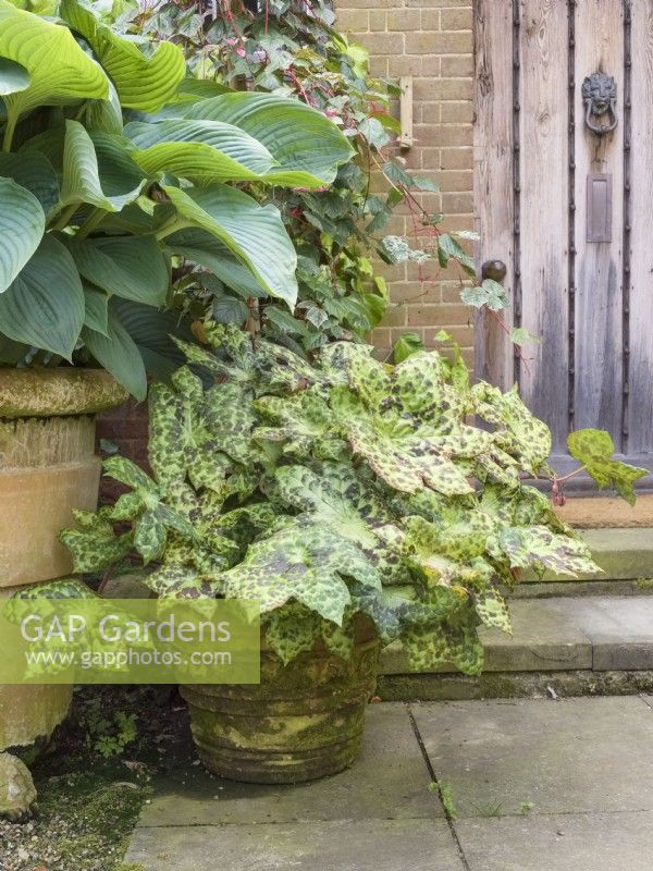 Podophylum 'Spotty Dotty' and hosta in containers outside house